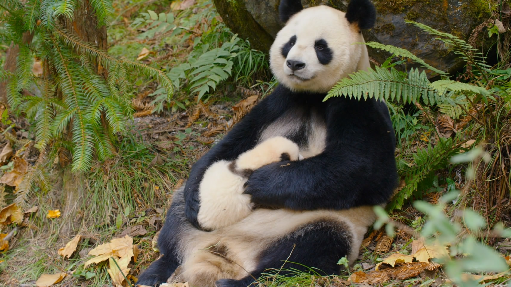 我们诞生在中国-大型动物纪录片